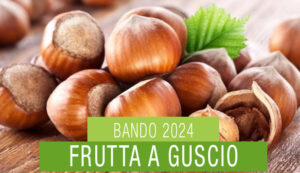 bando 2024 frutta a guscio - Vivaio Nocciolo Traversa Lorenzo.jpg