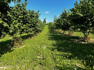 Concimazione autunnale del nocciolo Traversa Lorenzo