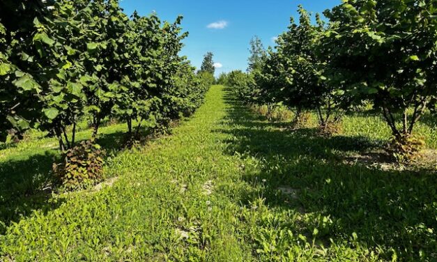 Concimazione autunnale del nocciolo