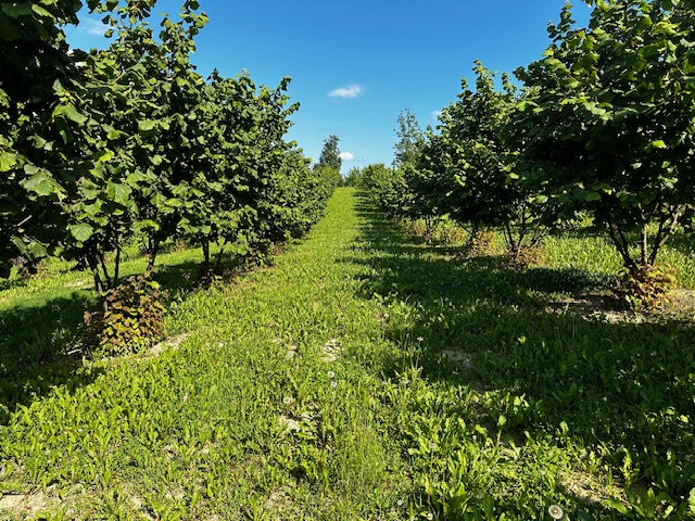 Concimazione autunnale del nocciolo